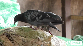 LatinaMILF Fernanda Martinez WRB