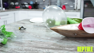 ReptyleLabs Violet Dawn WRB