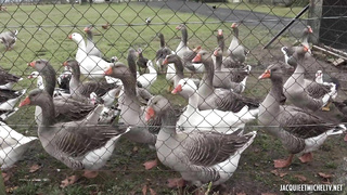 JacquieEtMichelTV Nila From Gisors FRENCH