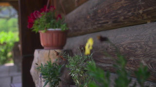 Hegre A Day In The Life Of Tiana