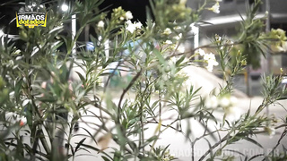 IrmaosDotados Fisting Skateboard